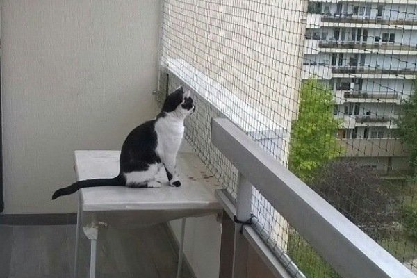 IMG_20250710_203952_(600_x_400_pixel)