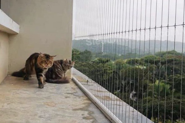 IMG_20250710_204955_(600_x_400_pixel)