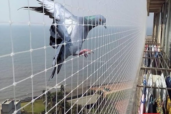 IMG_20250710_205817_(600_x_400_pixel)